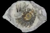 Ammonite (Pleuroceras) Fossil - Burgebrach, Germany #77236-1